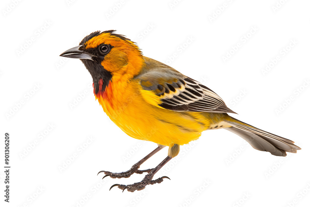 Obraz premium Detailed close-up of a colorful weaverbird perched standing, isolated on a transparent background, ideal for nature and wildlife-themed designs or educational purposes.