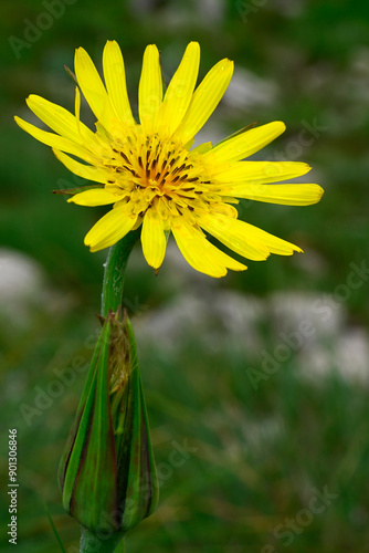 Östlicher Wiesen-Bocksbart // Eastern meadow salsify (Tragopogon pratensis subsp. orientalis) - Blidinje Nationalpark, Bosnien-Herzegowina