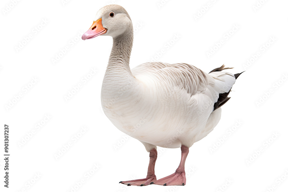 Fototapeta premium Goose PNG isolated on transparent background with detailed feathers and natural posture, ideal for wildlife-themed designs and educational projects