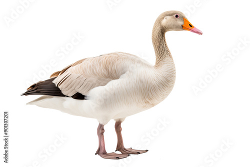 Goose PNG isolated on transparent background with detailed feathers and natural posture, ideal for wildlife-themed designs and educational projects