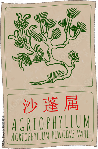 Vector drawing AGRIOPHYLLUM in Chinese. Hand drawn illustration. Latin name is AGRIOPHYLLUM PUNGENS VAHL.
 photo