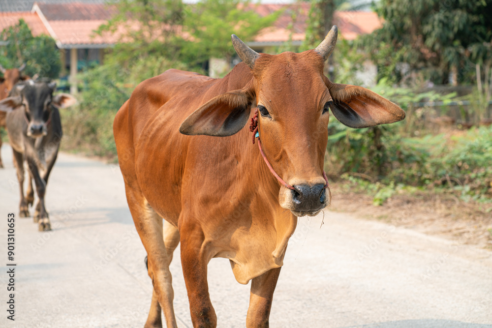 Meat cow group walking on rural road
