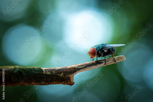 The fly Chrysomya megacephala (housefly) that perched on a tree trunk photo