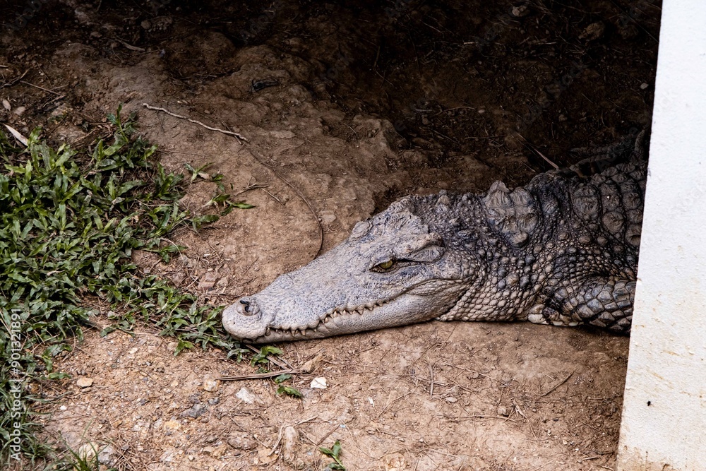 Fototapeta premium Saltwater crocodile from Thailand, crocodile swimming, Thai crocodile farm
