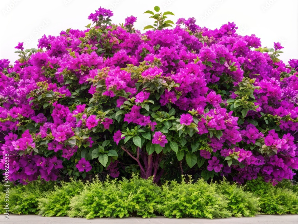 Vibrant purple bougainvillea flowers bloom along a lush green leafy horizontal border, surrounded by delicate plants, isolated on a transparent background. Vibrant purple bougainvillea flowers bloom along a lush green leafy horizontal border, surrounded by delicate plants, isolated on a transparent background.
