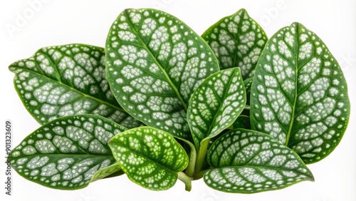 Vibrant green lungwort pulmonaria leaves with intricate white spots, delicately cut out and isolated on a transparent background, perfect for botanical and nature designs.