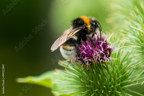 Keusche Kuckuckshummel ( Bombus vestalis ) auf Großer Klette