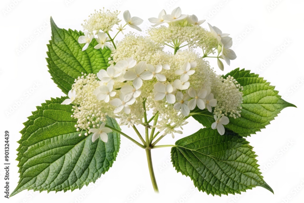 Delicate white climbing hydrangea flowers and lacy foliage isolated on a pure white background, intricately cut out in PNG format with a realistic, detailed appearance. Delicate white climbing hydrangea flowers and lacy foliage isolated on a pure white background, intricately cut out in PNG format with a realistic, detailed appearance.