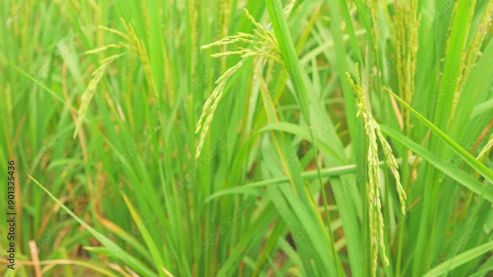 4k video Slow motion of rice plants in a rice field swaying in the wind. The fallen rice plants swaying in the wind allows the rice plants to grow perfectly. 4k video Slow motion of rice plants in a rice field swaying in the wind. The fallen rice plants swaying in the wind allows the rice plants to grow perfectly.