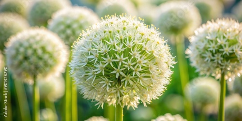 Delicate petals of the allium white giant flower unfold in a spherical shape, showcasing intricate texture and soft, creamy hues in a serene garden setting. photo