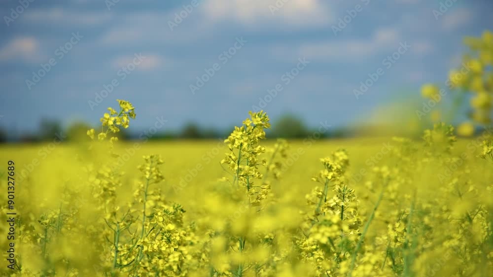 agricultural field with yellow rapeseed flowers, against a blue sky with white clouds, a bright spring landscape on a sunny day, a beautiful scene
agricultural field with yellow rapeseed flowers, against a blue sky with white clouds, a bright spring landscape on a sunny day, a beautiful scene