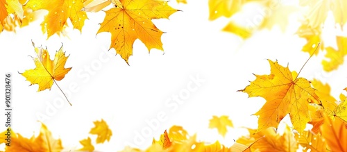 Autumn themed backdrop with numerous yellow maple leaves featuring a white background providing room for text in a copy space image