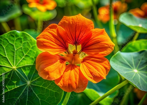 Vibrant orange nasturtium flower with delicate, crepe-paper-like petals and a golden center blooms in a lush, green natural environment, showcasing its intricate beauty.