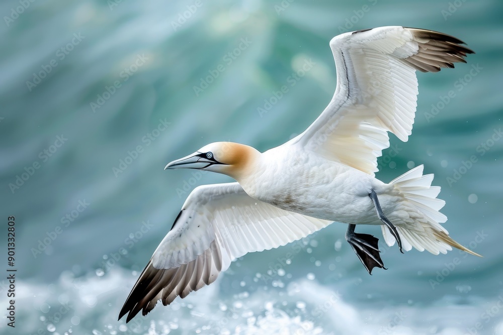 Obraz premium A majestic northern gannet diving into the ocean, with its wings folded back.