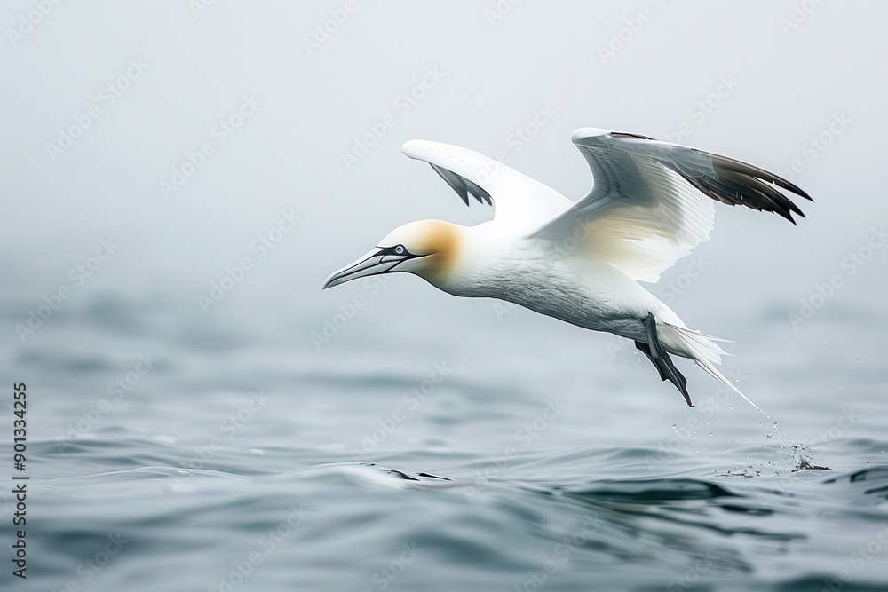 Obraz premium A majestic northern gannet diving into the ocean, with its wings folded back. 