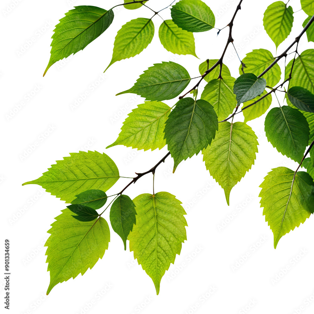 Paint Wave Swirl or Flowing Isolated on a Transparent Background, Cut out