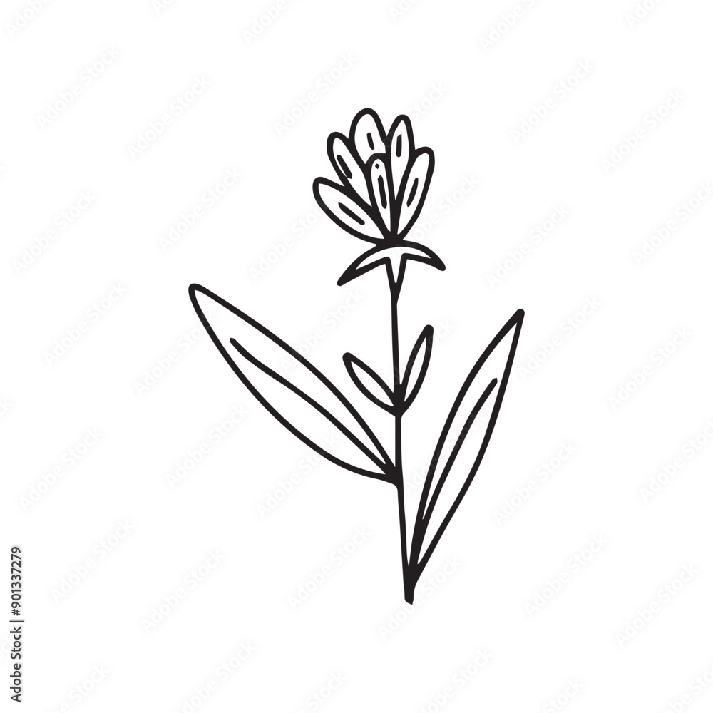 Obraz premium hand drawing black line floral isolated on white background. botanical floral