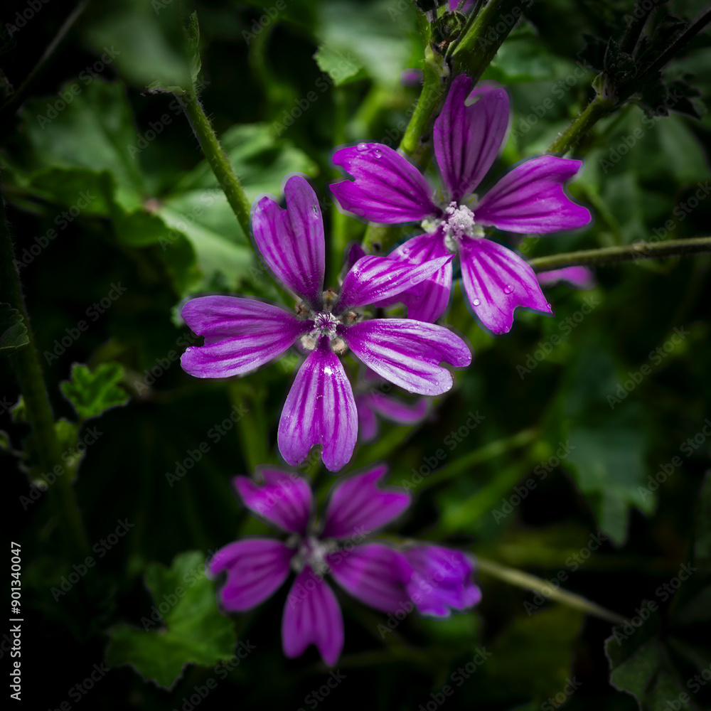 Purple flower with dark background in spring. Purple flower with dark background in spring.