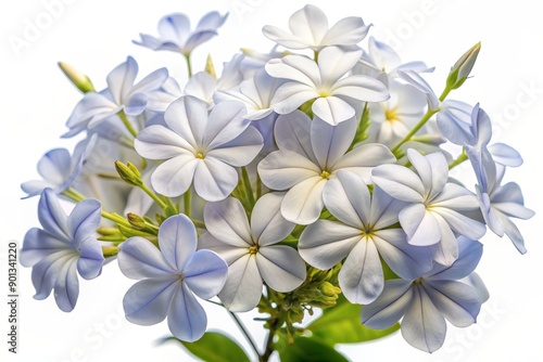 Delicate white plumbago flowers with subtle grey undertones and yellow centers form a charming bouquet, isolated on a pristine white background, exuding serenity. photo