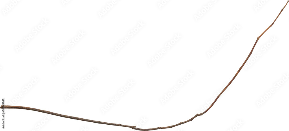 Dry tree branches isolated on white background Dry tree branches isolated on white background