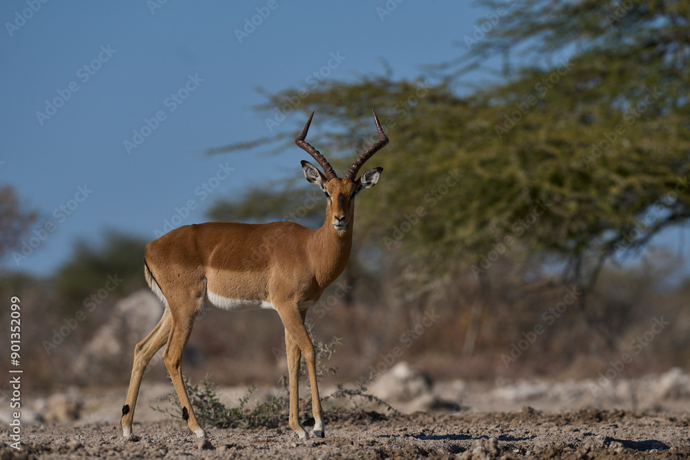 Male Impala (Aepyceros melampus) approaching a waterhole in Onguma Nature Reserve bordering Etosha National Park, Namibia. Male Impala (Aepyceros melampus) approaching a waterhole in Onguma Nature Reserve bordering Etosha National Park, Namibia.