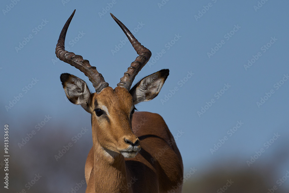 Male Impala (Aepyceros melampus) approaching a waterhole in Onguma Nature Reserve bordering Etosha National Park, Namibia. Male Impala (Aepyceros melampus) approaching a waterhole in Onguma Nature Reserve bordering Etosha National Park, Namibia.