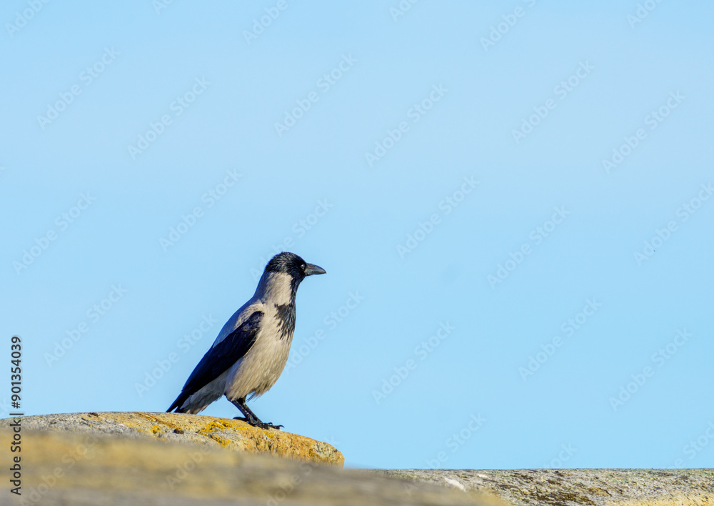 Obraz premium Hooded Crow Perched on a Rock