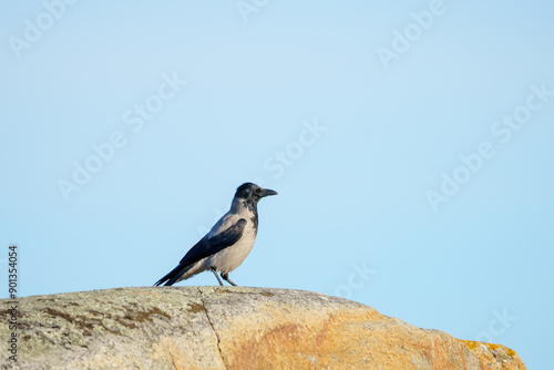 Hooded Crow Perched on a Rock