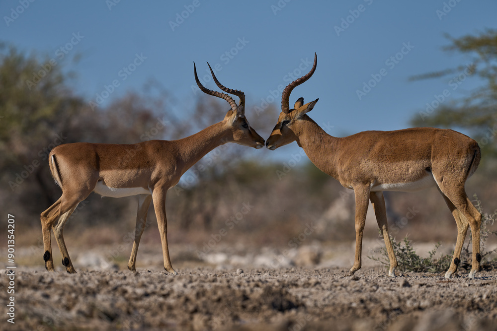 Obraz premium Male Impala (Aepyceros melampus) face to face with a male Black-faced Impala (Aepyceros melampus petersi) Onguma Nature Reserve bordering Etosha National Park, Namibia.