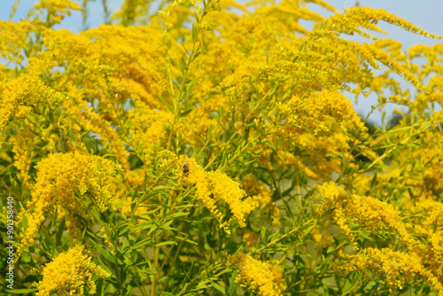 Solidago canadensis, known as Canada goldenrod or Canadian goldenrod invasive weed in many parts of Europe