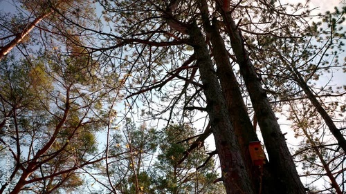 Wallpaper Mural Looking Up To The Sky Between Tree Spring Forest - Low Angle Shot Torontodigital.ca