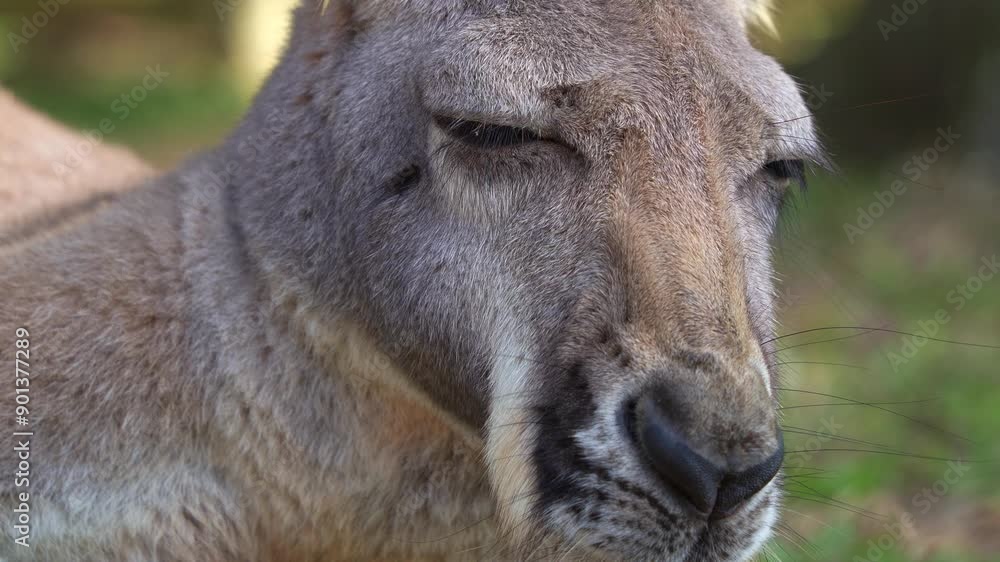 A sleepy kangaroo lounges on the ground, resting and relaxing in the shade, Australian wildlife species, extreme close up portrait shot. A sleepy kangaroo lounges on the ground, resting and relaxing in the shade, Australian wildlife species, extreme close up portrait shot.