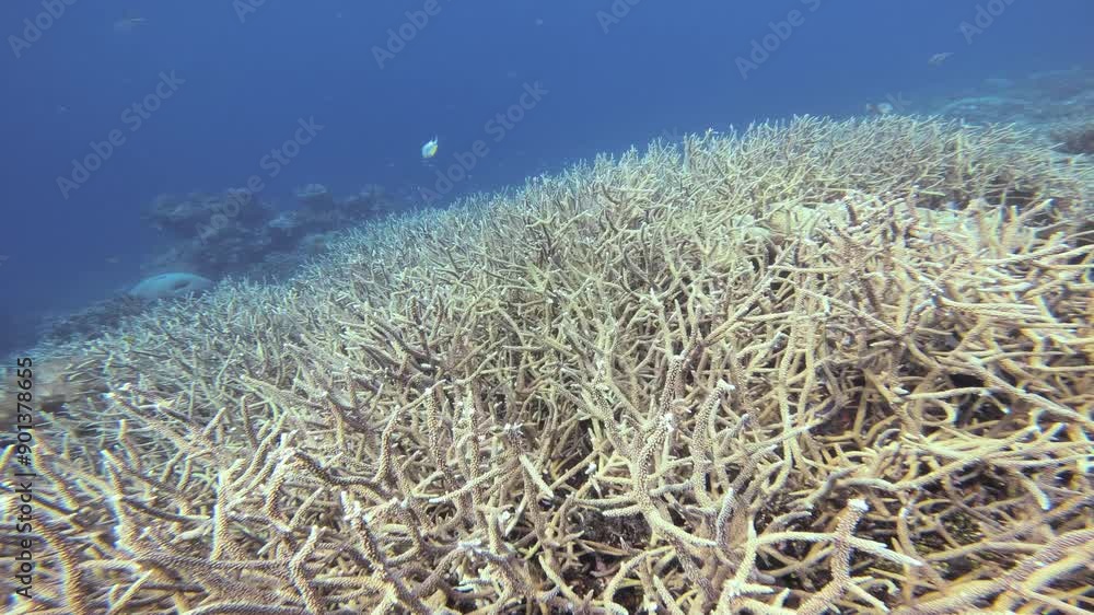 Underwater shot of a bleached coral reef, highlighting the stark and fragile condition of the corals. The once vibrant reef now appears pale and lifeless, emphasizing the human impact on environment. Underwater shot of a bleached coral reef, highlighting the stark and fragile condition of the corals. The once vibrant reef now appears pale and lifeless, emphasizing the human impact on environment.