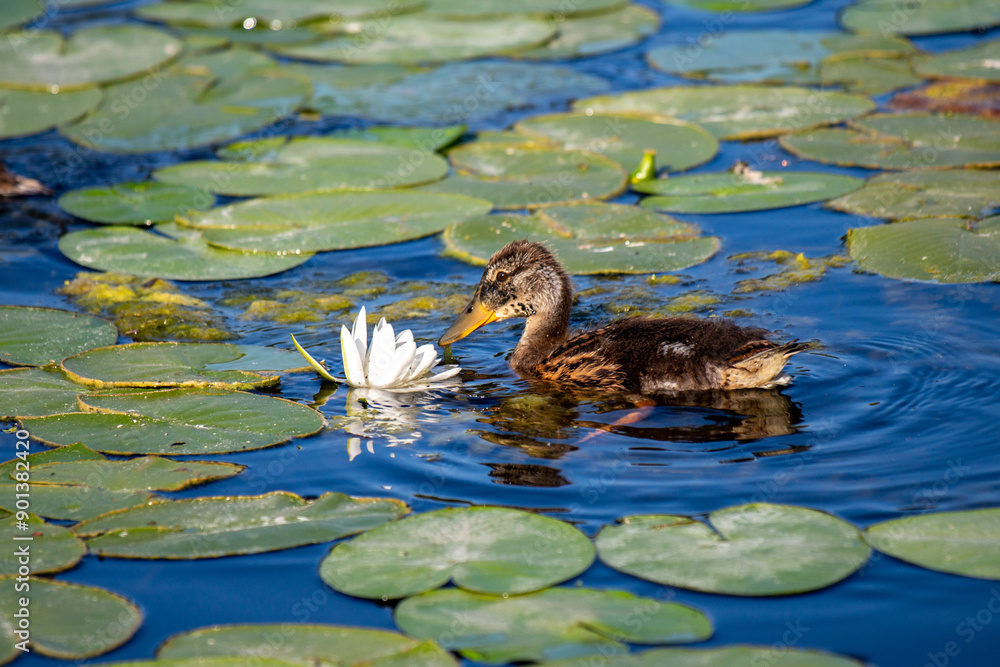 Wild duck on the water, summer nature. Wild duck on the water, summer nature.
