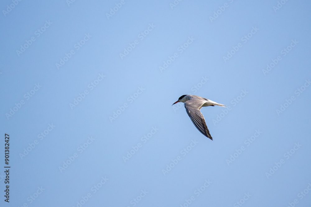 The black-winged stilt is a bird on the seashore. The black-winged stilt is a bird on the seashore.