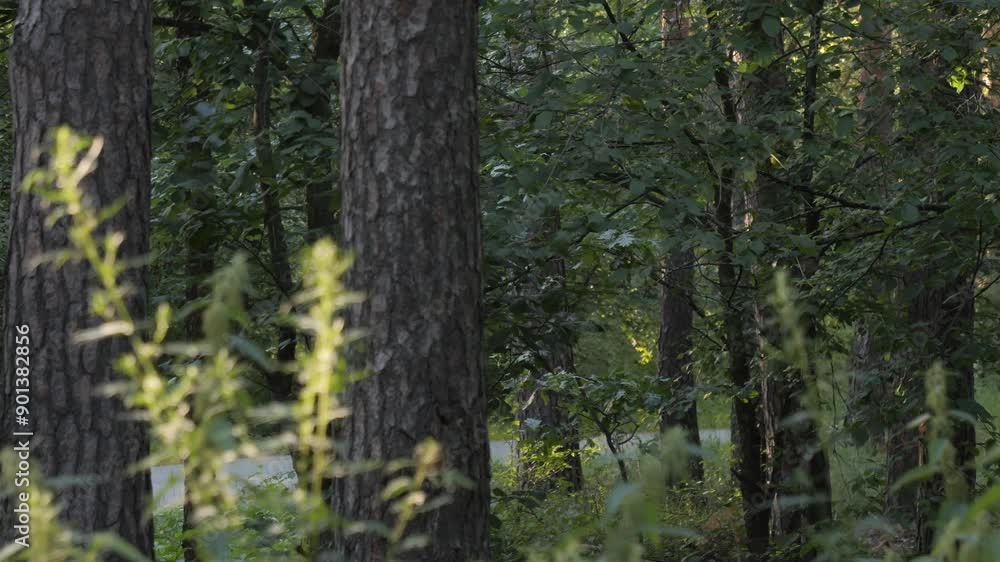 A car in the forest is out of focus, moving in the forest belt. Car in nature A car in the forest is out of focus, moving in the forest belt. Car in nature