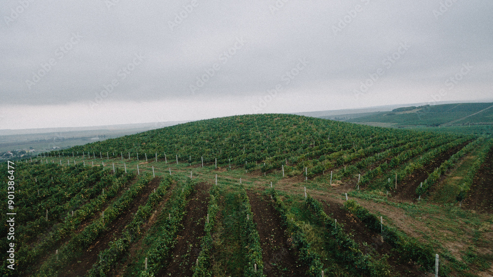 Vineyard with vines from which wine is made, seen at sunrise Vineyard with vines from which wine is made, seen at sunrise