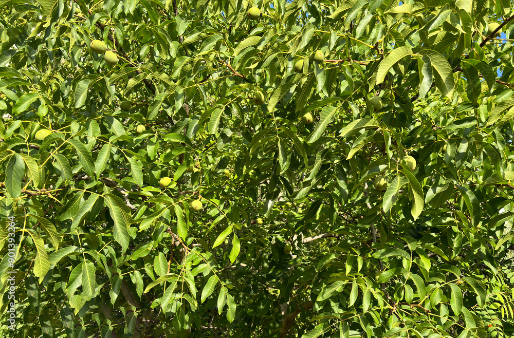 Walnut grows on the branches of a large tree. Nuts are hidden by large leaves. Tasty and healthy fruits. Healthy eating