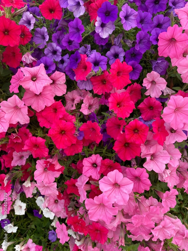 pink and purple petunias in a garden pink and purple petunias in a garden