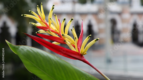 Photography Heliconia hirsuta, Kuala Lumpur, Malasia
