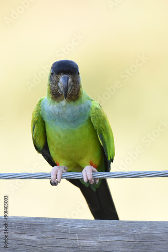 Close-up portrait of Black-hooded parakeet (Nandayus nenday) photo