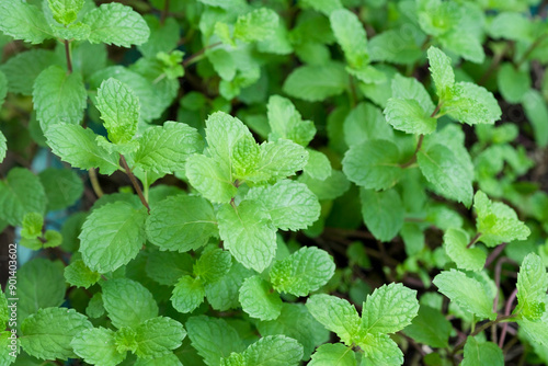 Wallpaper Mural Fresh Raw Mint or Lemon balm, Mint leaves  tree in a pot closed up selective focus green background Torontodigital.ca