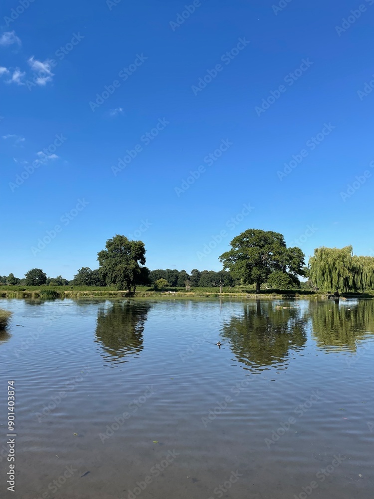 Obraz premium Countryside lake with tree reflections under clear blue sky 