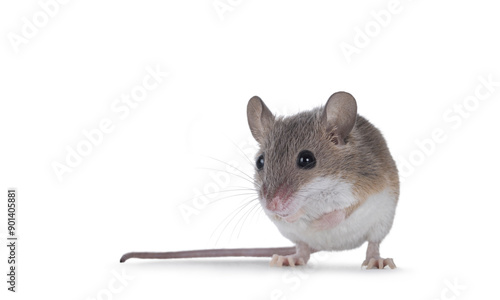 Tableau sur toile African pygmy mouse aka Mus minutoides and smallest rodent in the world, sitting on hind paws