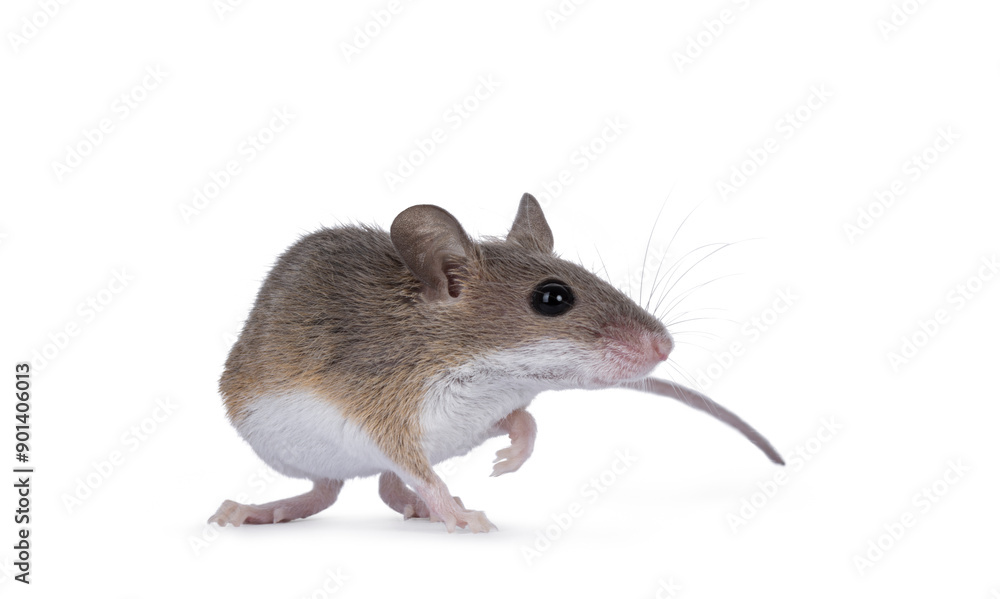 African pygmy mouse aka Mus minutoides and smallest rodent in the world, turning side ways. Looking ahead and beside camera. Isolated on a white background. African pygmy mouse aka Mus minutoides and smallest rodent in the world, turning side ways. Looking ahead and beside camera. Isolated on a white background.
