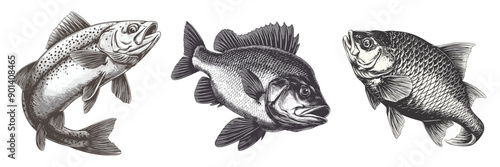 fish black and white drawing set. fishing drawing engraving ink line art outline. vector illustration