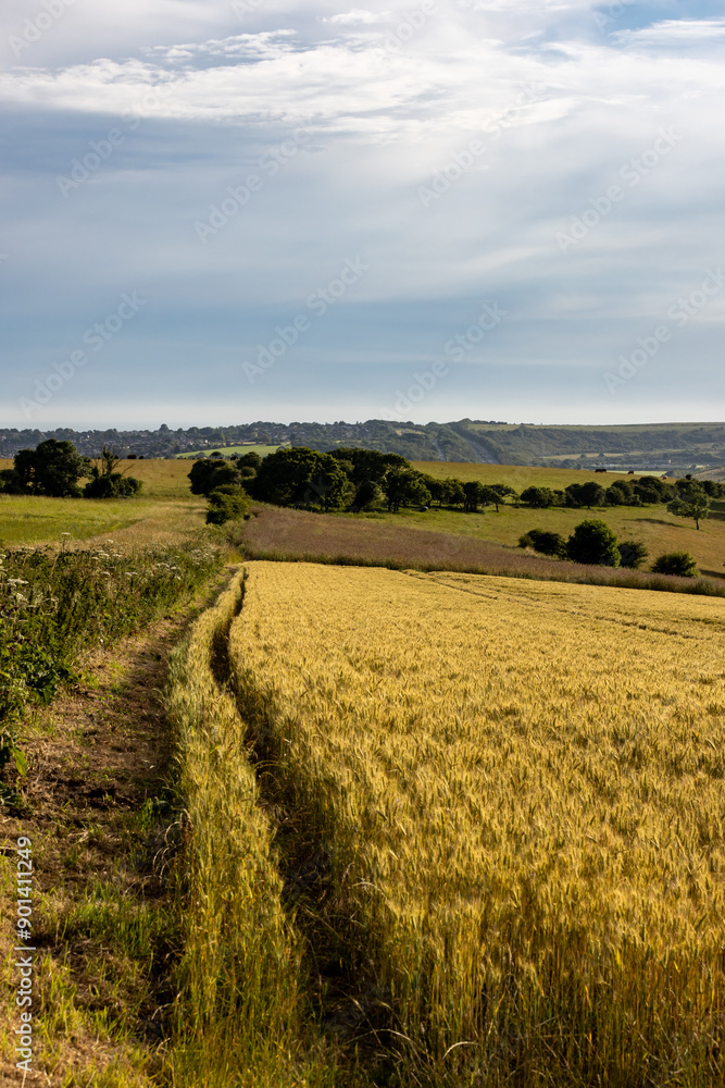 Fototapeta premium Looking over farmland in the South Downs on a July evening
