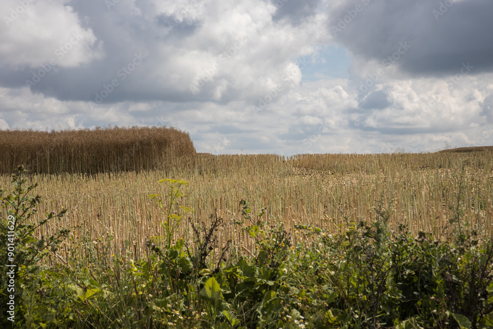Fototapeta premium Scanian landscape at harvest time