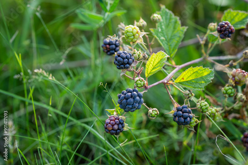 Tableau sur toile European Dewberry (Rubus caesius) close-up of fruit