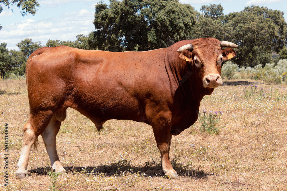 Close-up photo of a magnificent specimen of brown bull with two white spots in both eyes. Close-up photo of a magnificent specimen of brown bull with two white spots in both eyes.